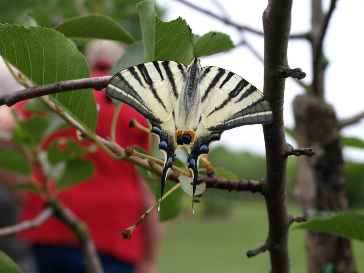 Camping Fantazia Tanya Szentkirály Dış mekan fotoğraf